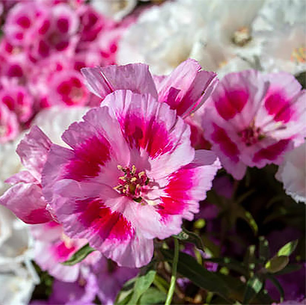 Dwarf Godetia Godetia spp. Seeds for Planting in Flower Bed