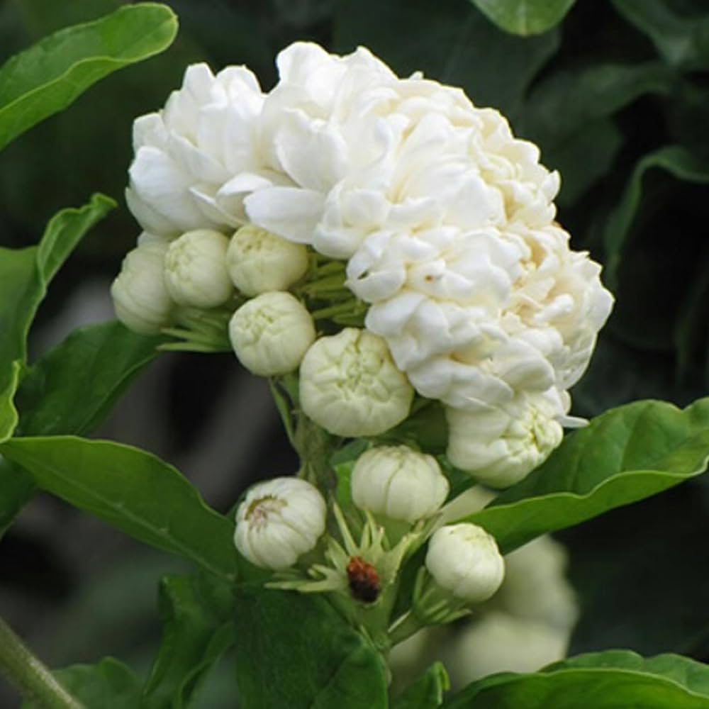 Jasminum Sambac Jasmine Jasminum sambac for planting in garden