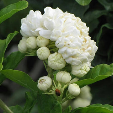 Jasminum Sambac Jasmine Jasminum sambac for planting in garden