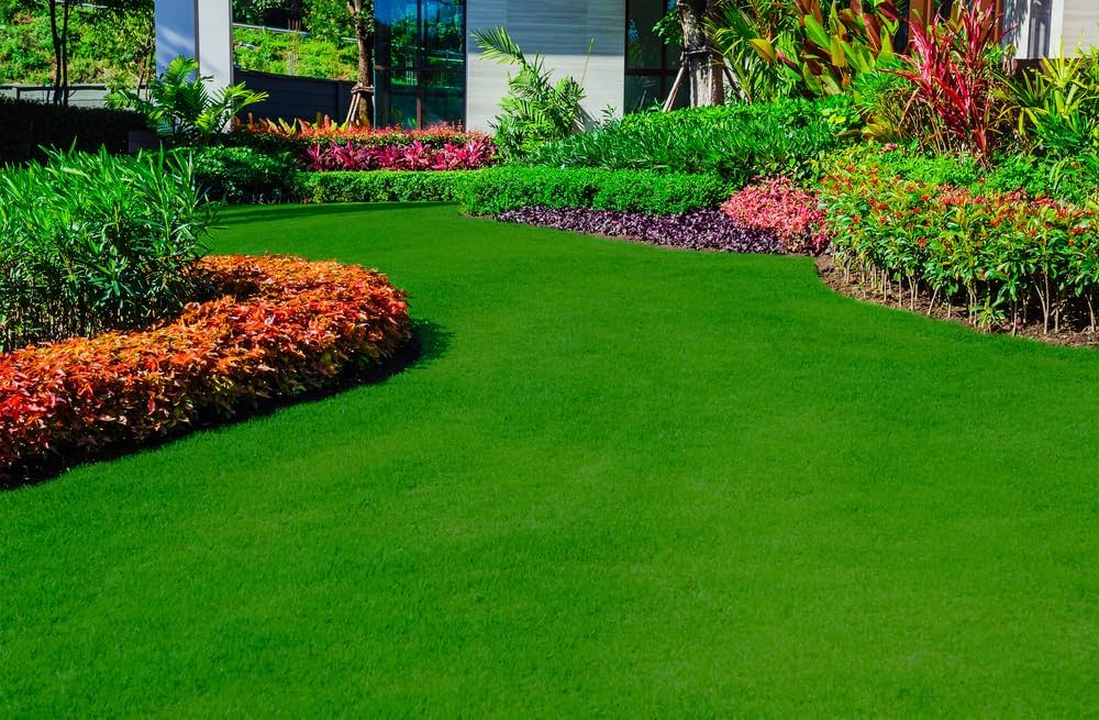 Grass Plant Poaceae family Seeds for Planting vegetable patch urban garden