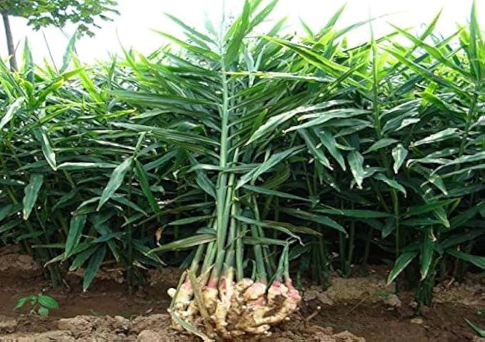 Rosepoem Zingiber Planting Seeds  Premium Quality Vegetable Seeds for Gardening