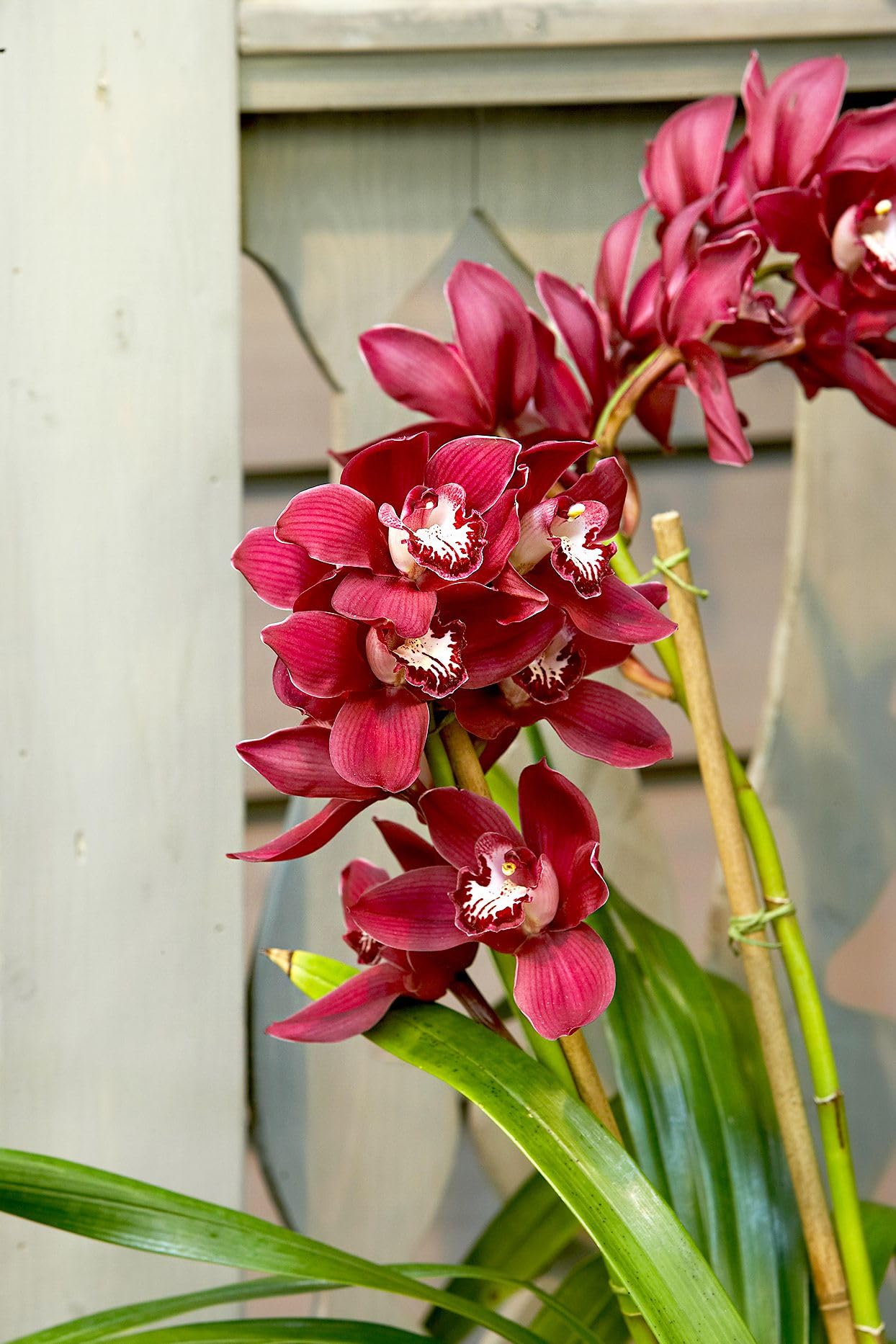 Red Cymbidium Orchid Flower seeds for Planting - Drought Tolerant, Heirloom & GMO Free Seeds for Home Garden