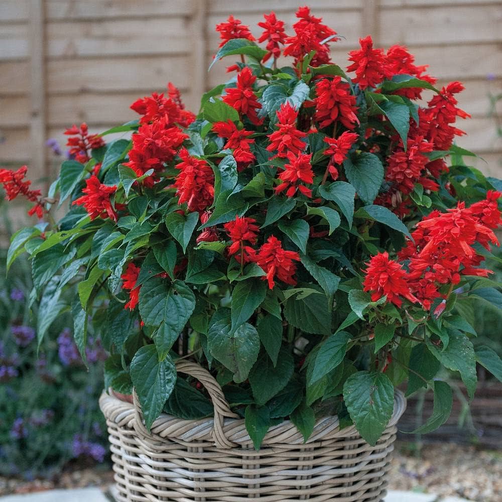 Salvia Sizzler Burgundy Seeds – Drought-Resistant Perennial Sage Flowers