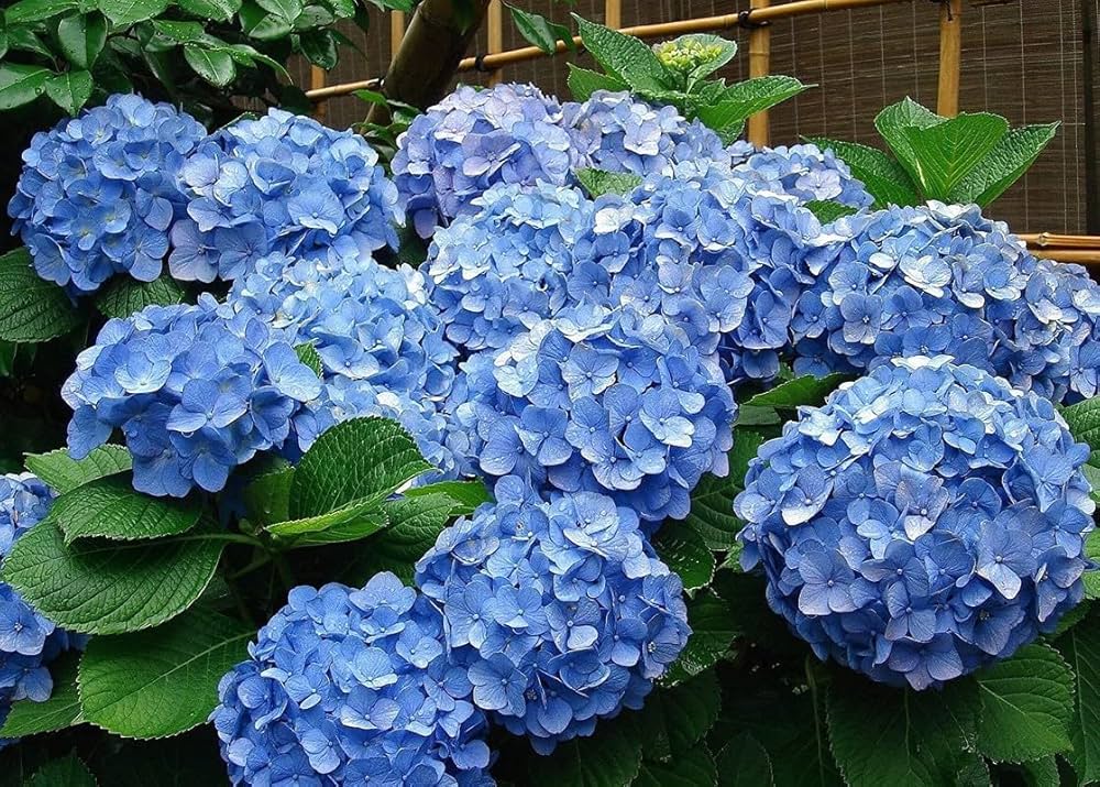 Blue Hydrangea Flower seeds for Planting - Fragrant Blossoms, Heirloom & GMO Free Seeds for Home Garden