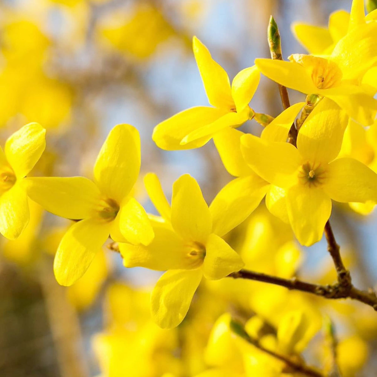 Yellow Forsythia Flower seeds for Planting - Seasonal Bloomer, Heirloom & GMO Free Seeds for Home Garden
 
 Sale seeds for planting in home garden