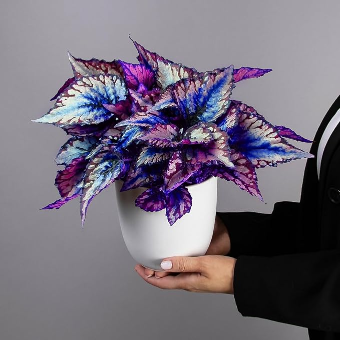 Coleus Seeds, Colorful Leaf Plants, Garden Semente