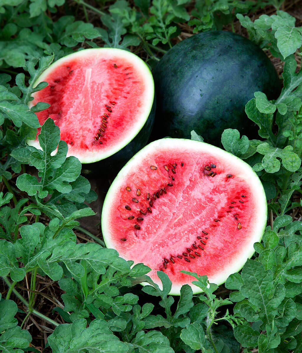 Mountain Hoosier Watermelon Citrullus lanatus Seeds for Planting in Vegetable Garden