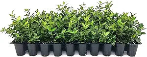 Arabian Jasmine Jasminum sambac for planting in flower bed
