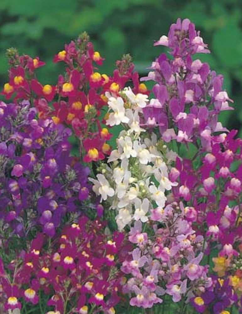 Lindaria Licilia Self-Seeding Annual Flower Seeds