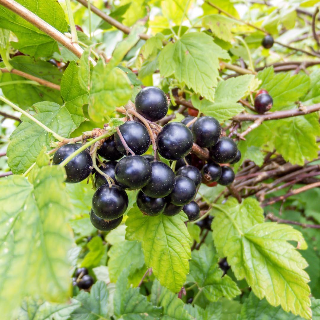 Planting Seeds for Black Muscadine Grapes