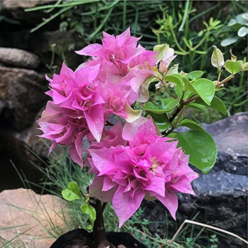 Bougainvillea Spectabilis Plant Seeds for Bright, Climbing Flowers