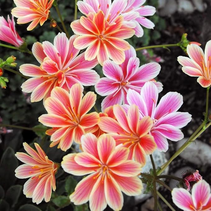 Strain Flower Cineraria spp. Seeds for Planting in Flower Bed & Urban Garden