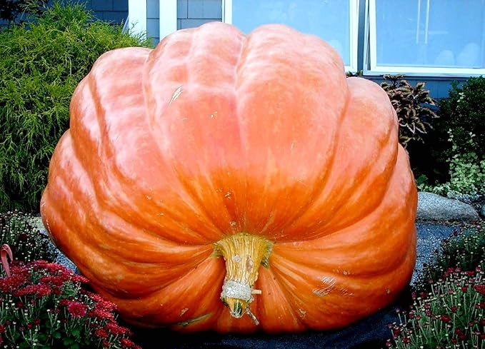 Giant Wallace Whoppers Pumpkin Seeds For Planting Vegetable Seeds