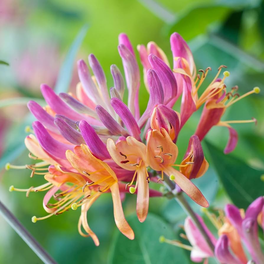 Lonicera Japonica Seeds for Planting Lonicera japonica for fences and garden trellises