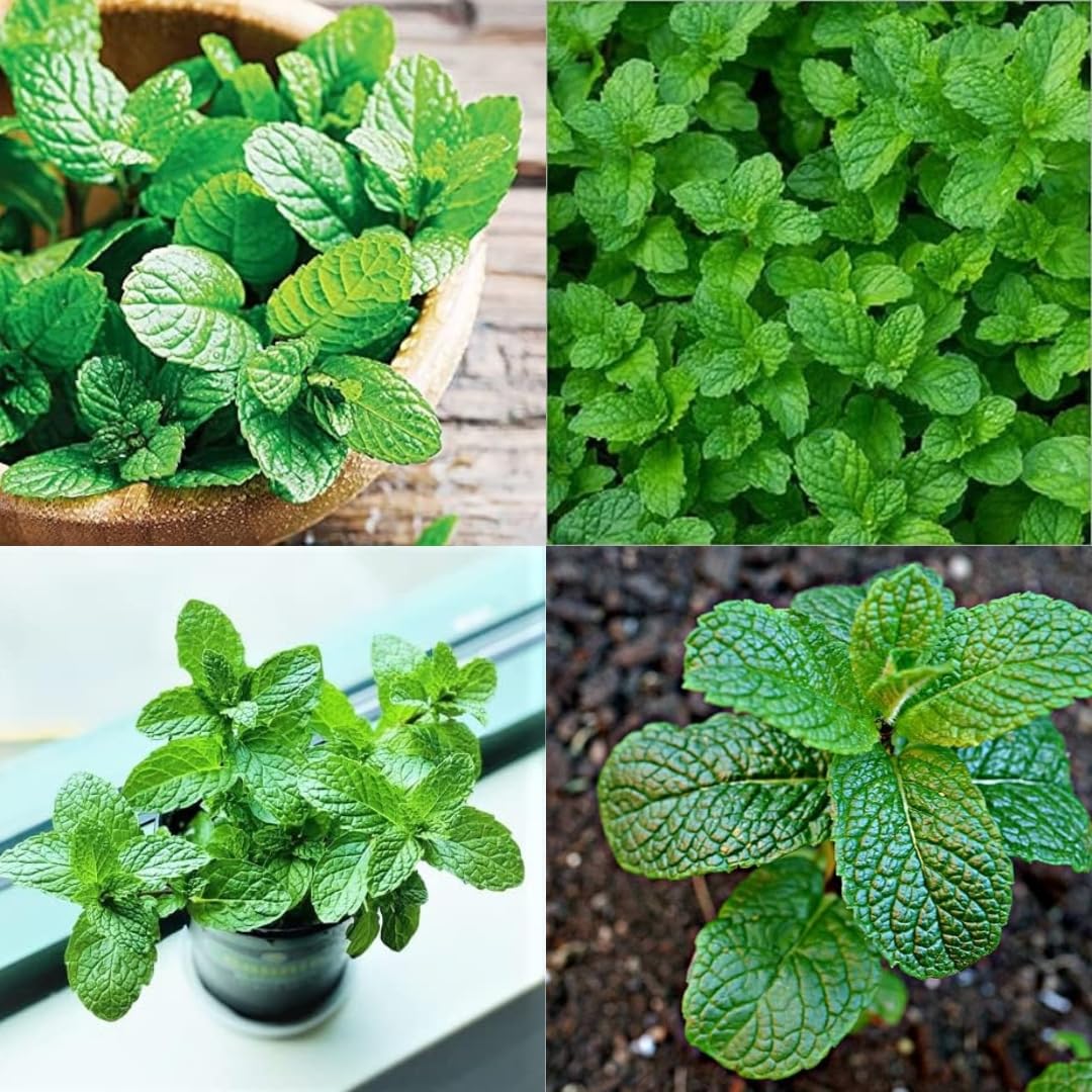 Wild Mint Seeds for Planting Mentha Arvensis herb garden shaded corner
