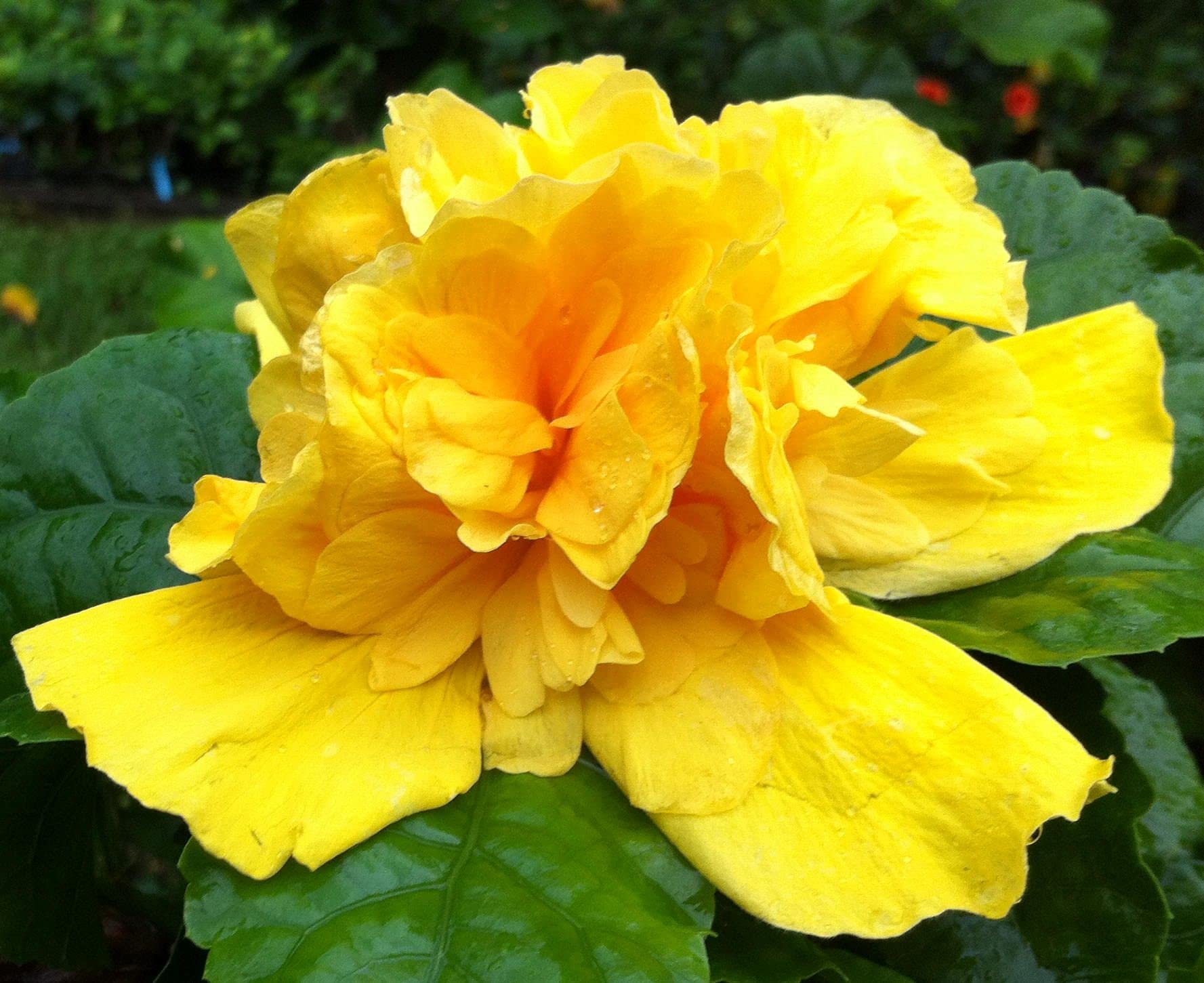 Kerrie Flower seeds for Planting - Easy to Grow, Heirloom & GMO Free Seeds for Home Garden
