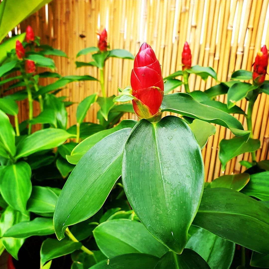 Orange Costus Flower seeds for Planting - Premium Quality, Heirloom & GMO Free Seeds for Home Garden