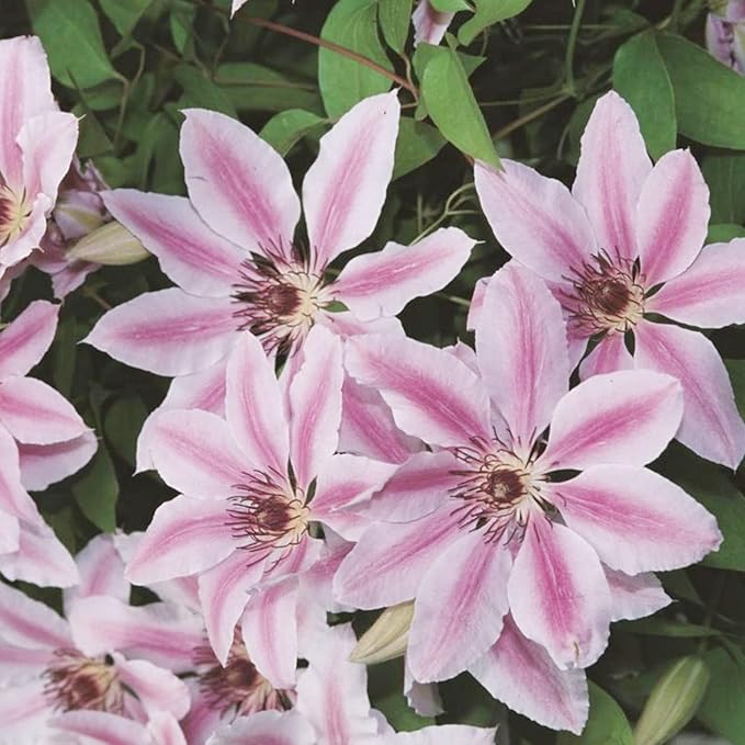 Clematis Nelly Moser Clematis spp. Seeds for Planting in Flower Bed & Garden