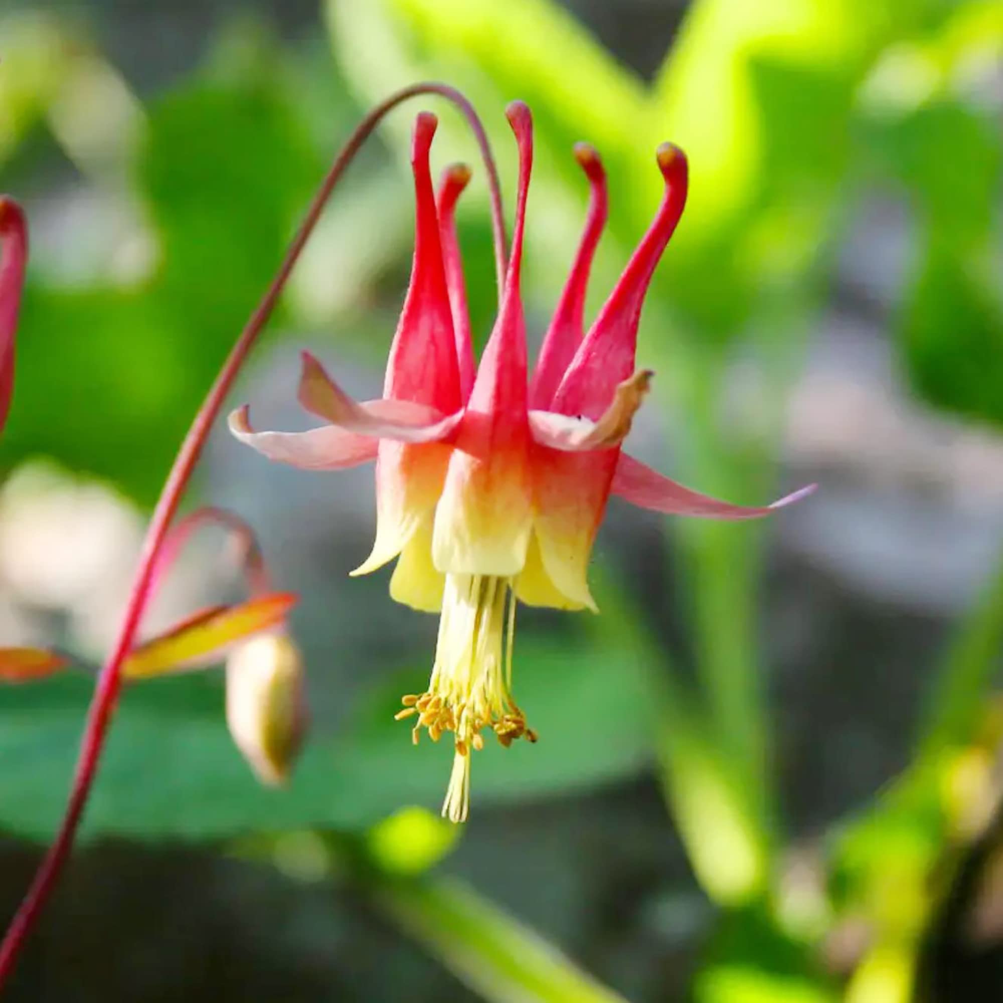Columbine Seeds for Planting Aquilegia vulgaris for flower beds and cottage garden
