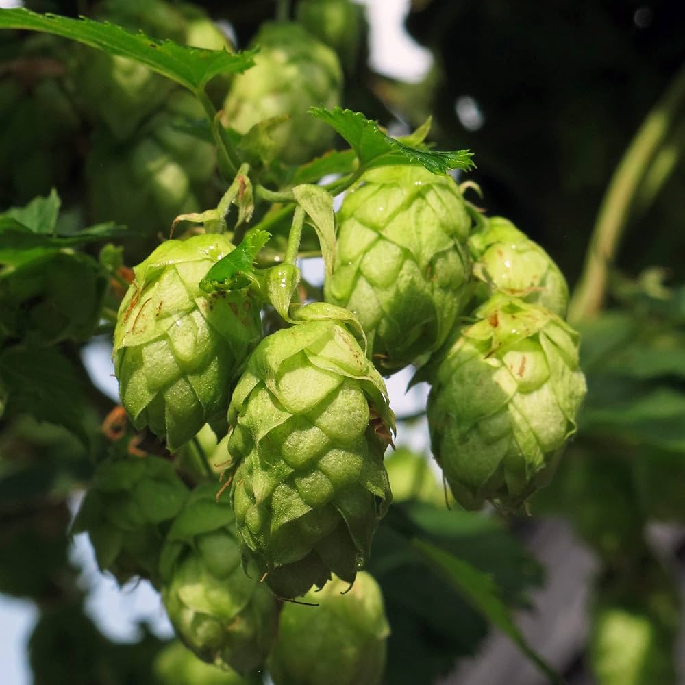 Humulus Lupulus Flower seeds for Planting - Seasonal Bloomer, Heirloom & GMO Free Seeds for Home Garden