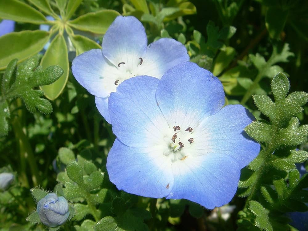 Blue Eyes Bambino Seeds Nemophila menziesii for Planting in Flower Bed and Border Garden