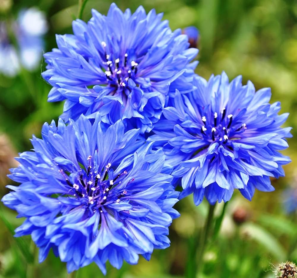 Cornflower Centaurea cyanus Seeds for Planting - Perfect for Flower Bed & Urban Garden
