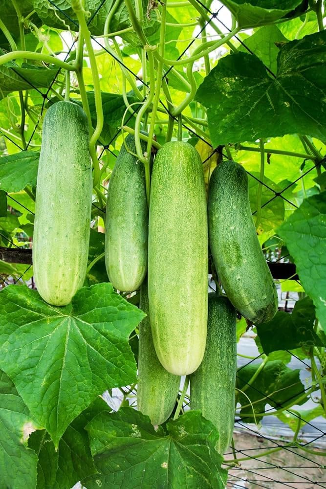 Evergrowseeds Holland Baby Cucumber plant seeds for planting in vegetable patches, featuring young cucumber seedlings.