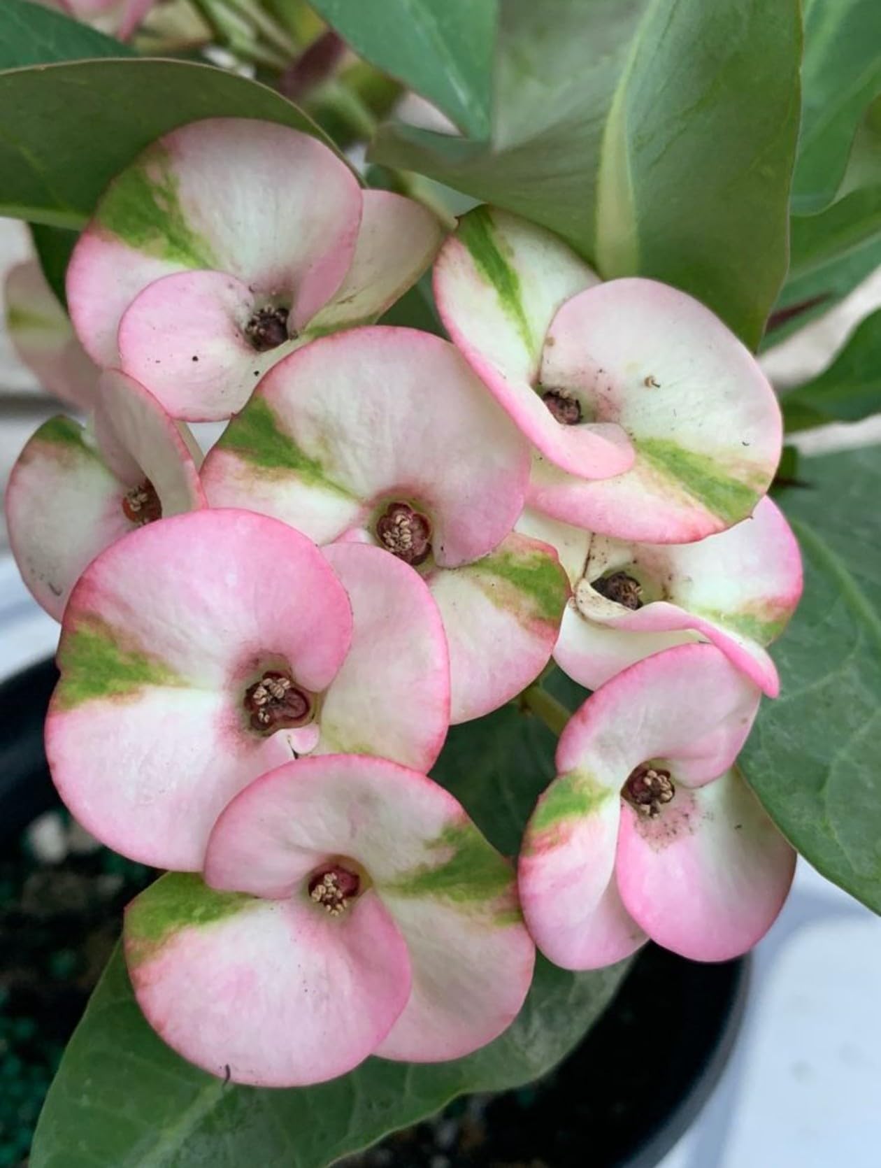 Pink Euphorbia Flower seeds for Planting - Compact Growth, Heirloom & GMO Free Seeds for Home Garden