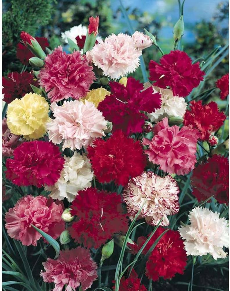 Rose Dianthus Carnation Seeds for Planting Garden Borders Urban Spaces