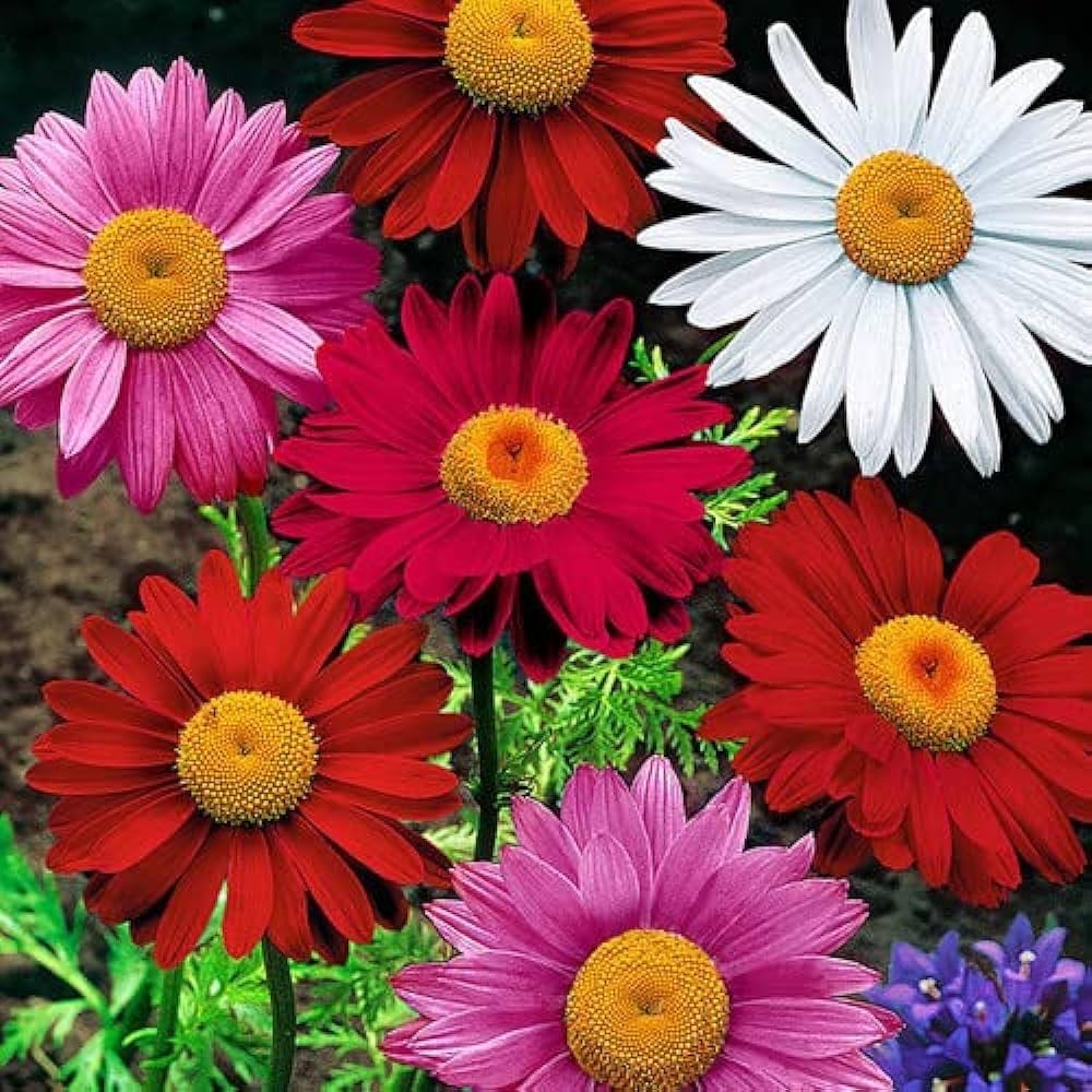 Evergrowseeds pyrethrum chrysanthemum flower seeds for planting in organic gardens, showing 20 seed packets with colorful flower illustrations.