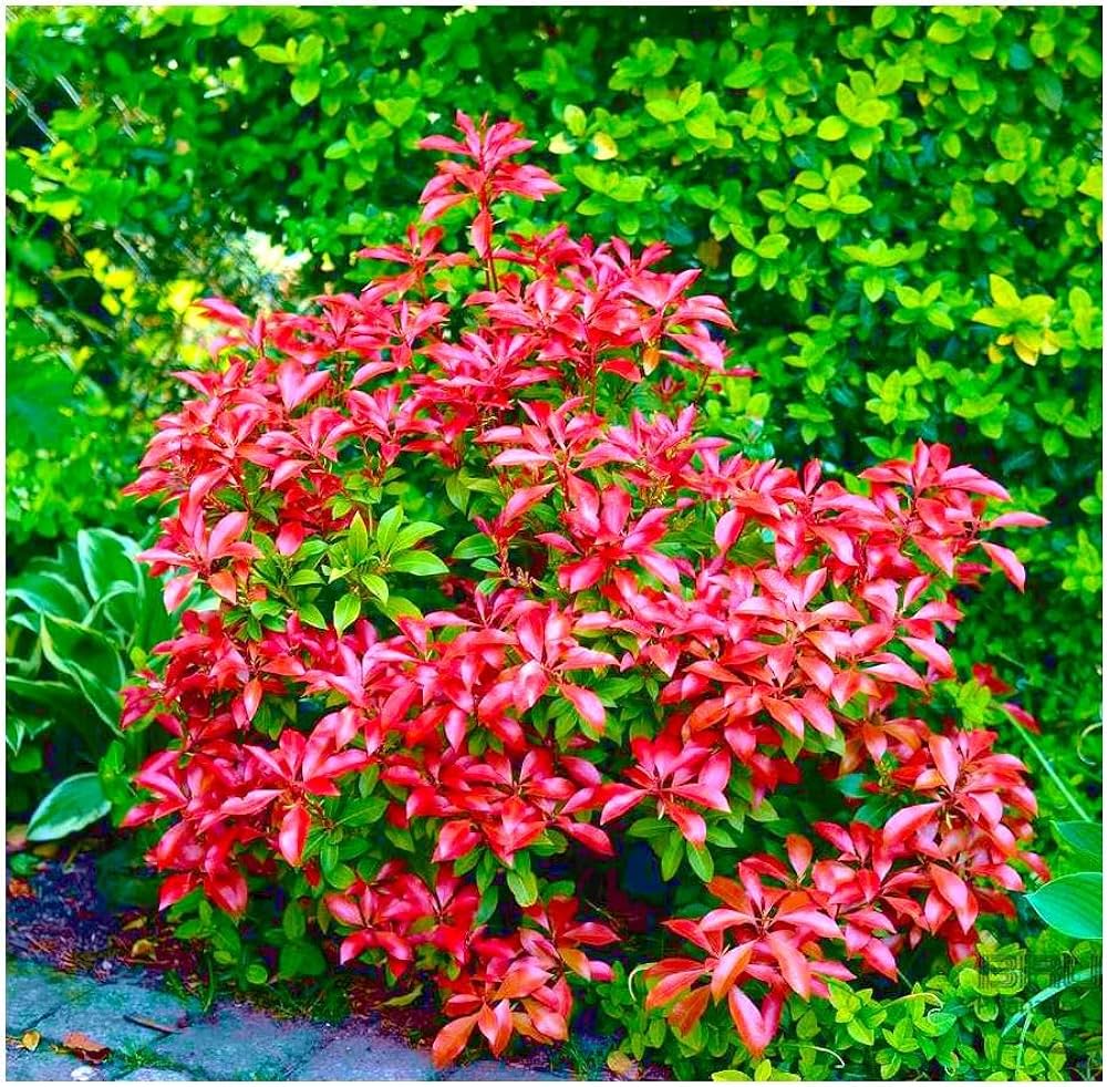 Red Photinia Flower seeds for Planting - Bright Blooms, Heirloom & GMO Free Seeds for Home Garden