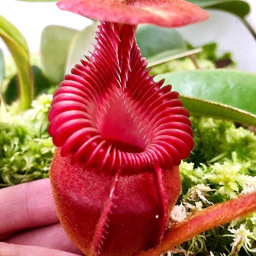 Nepenthes Nepenthes spp. Seeds for Planting - Perfect for Home Garden & Flower Bed