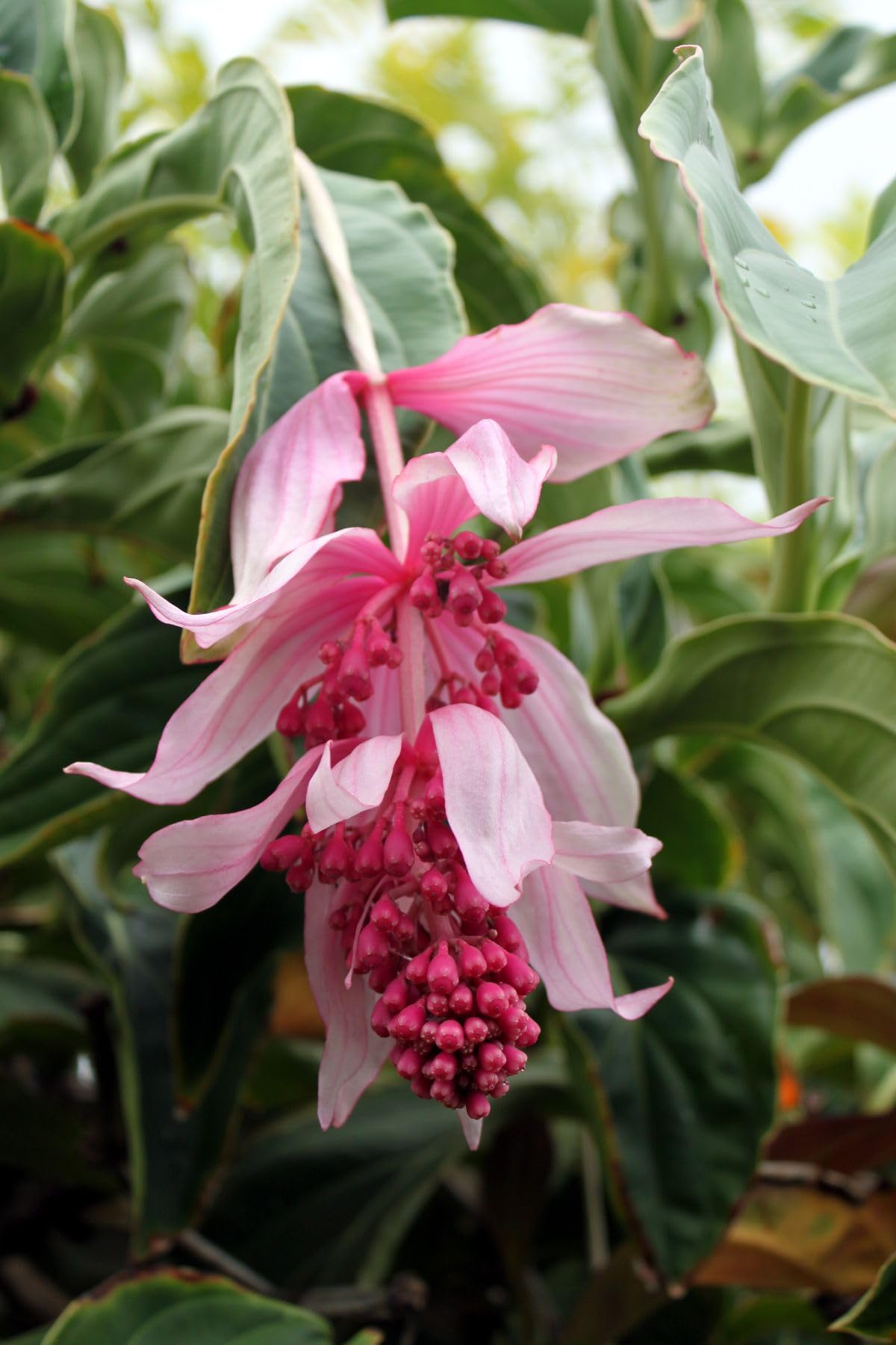 Medinilla Magnifica Seeds for Exotic Flower Planting - Evergrowseeds