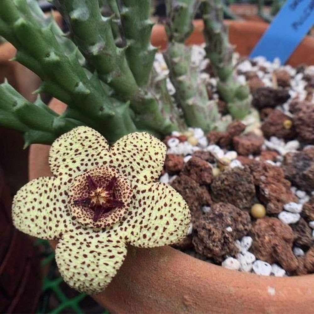 Leopard Skin Flower Stapelia pulchella Seeds for Planting in Rare Plant Collection and Indoor Garden