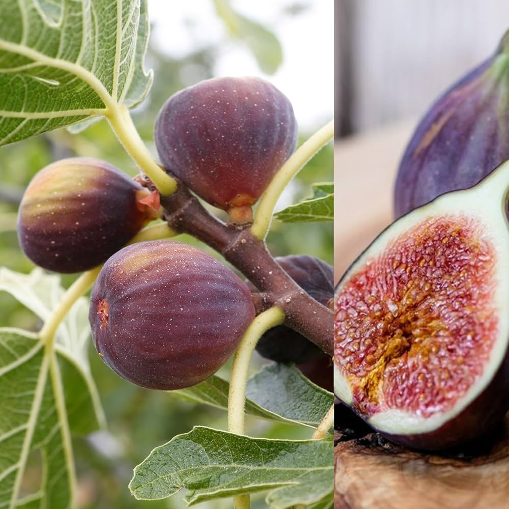 Red Fig Tree Seeds for Planting  Seed for Lush, Sweet Harvests in Gardens and Backyards