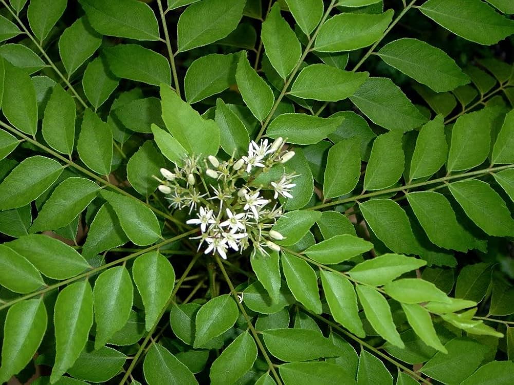 Curry Leaf Murraya Koenigii for planting in home garden