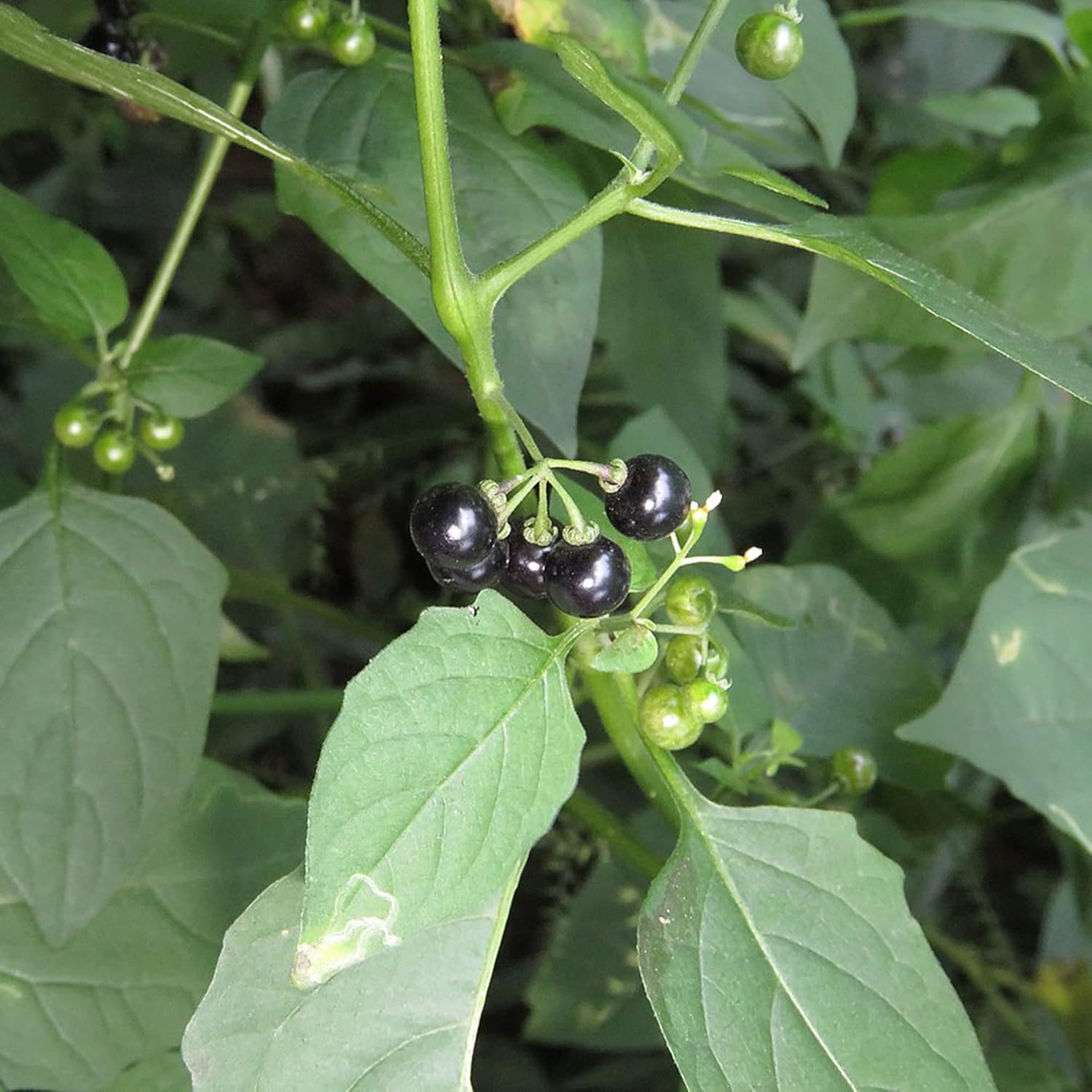 Black Nightshade Seeds Solanum Nigrum Annual Perennial Edible Low Maintenance Patio Garden Bed