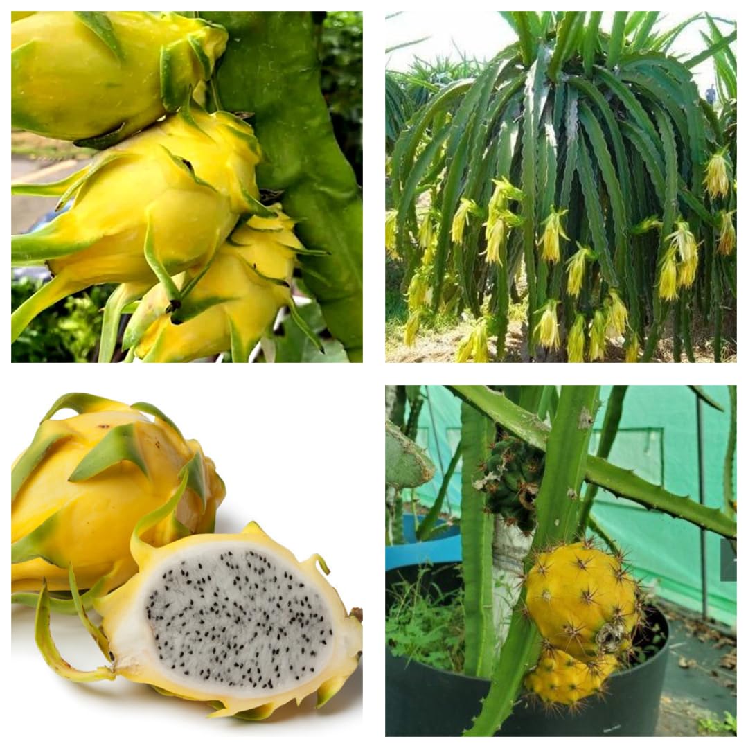 Yellow Dragon Fruit Planting Seeds  Grow Exotic Pitaya at Home