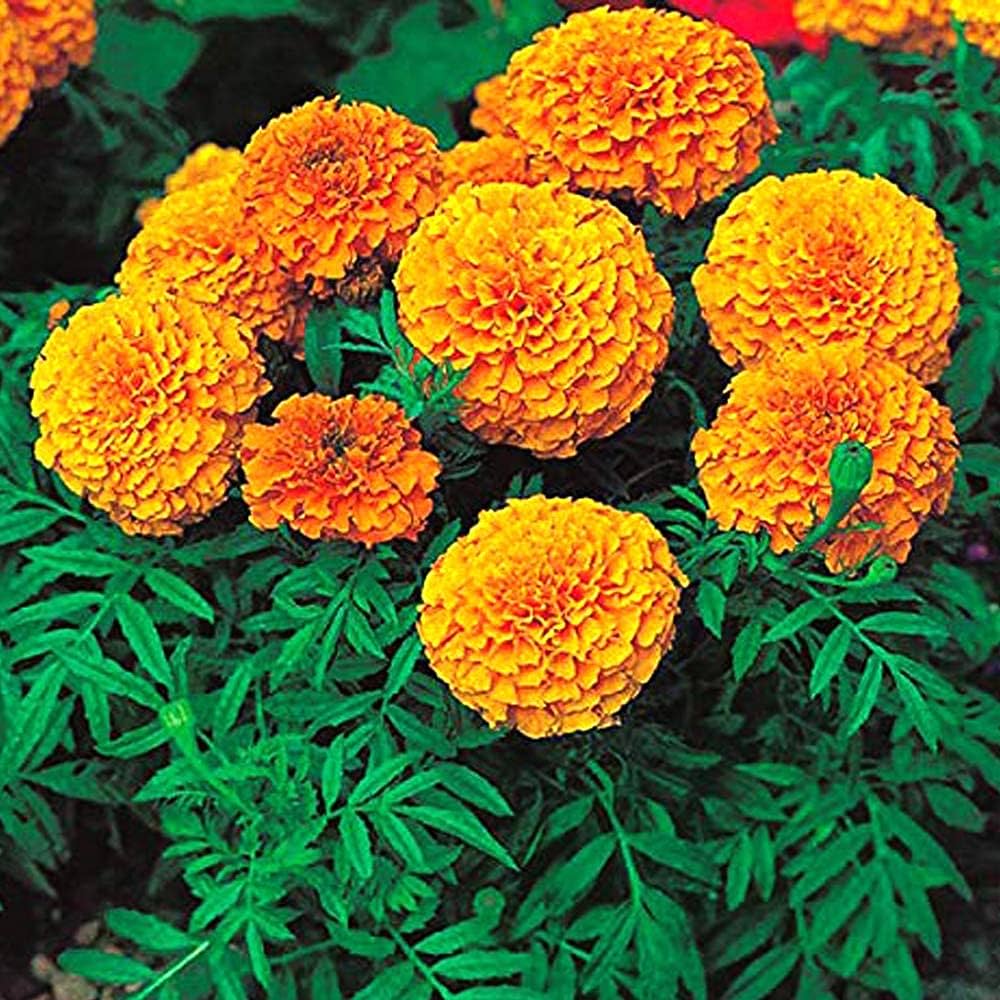 Marigold Tagetes Flower Seeds