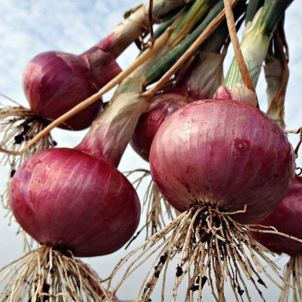 Red Grano Onion Seeds for Sweet, Red Onions