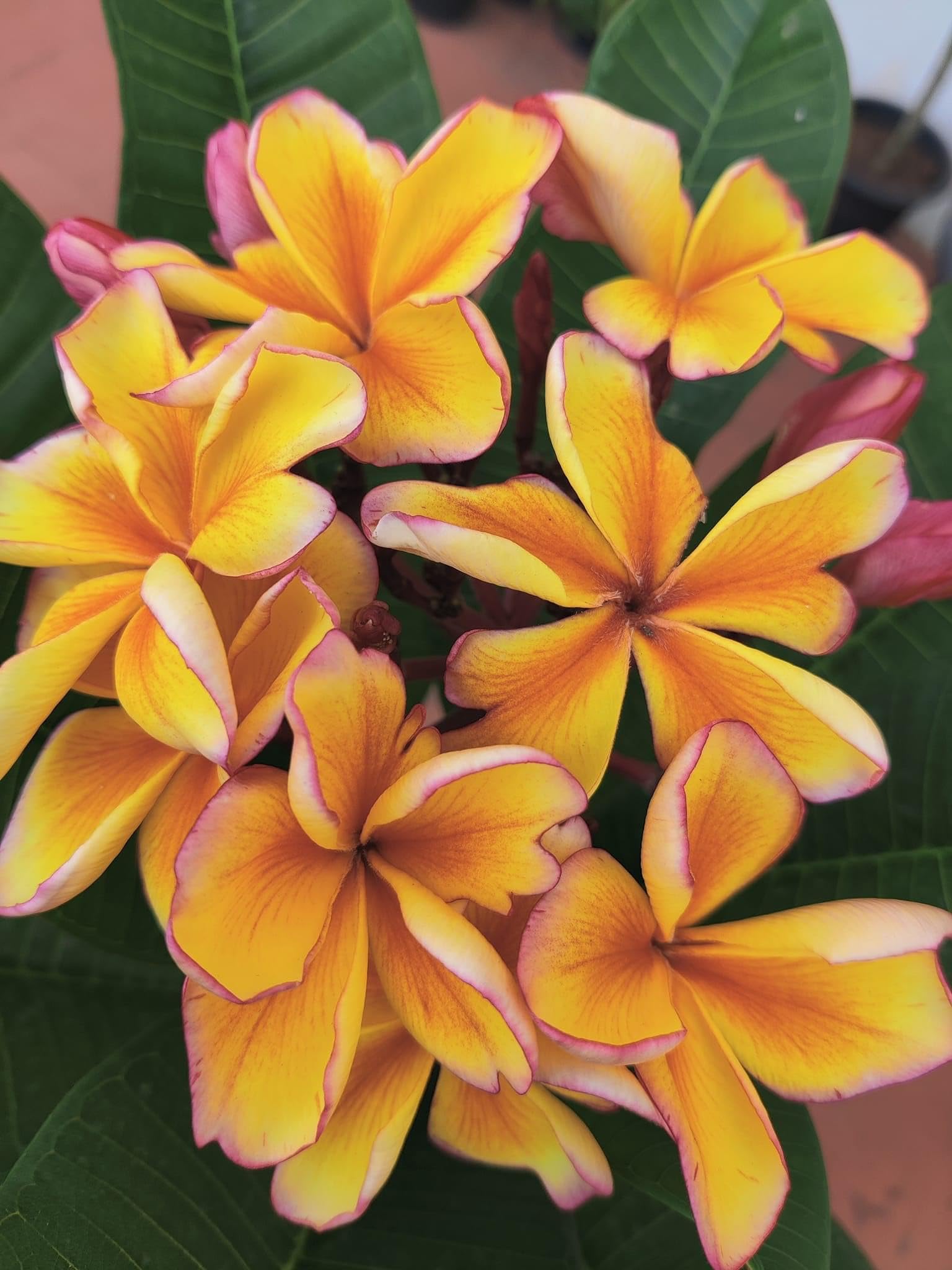 Peach Frangipani Flower seeds for Planting - Sun Loving, Heirloom & GMO Free Seeds for Home Garden