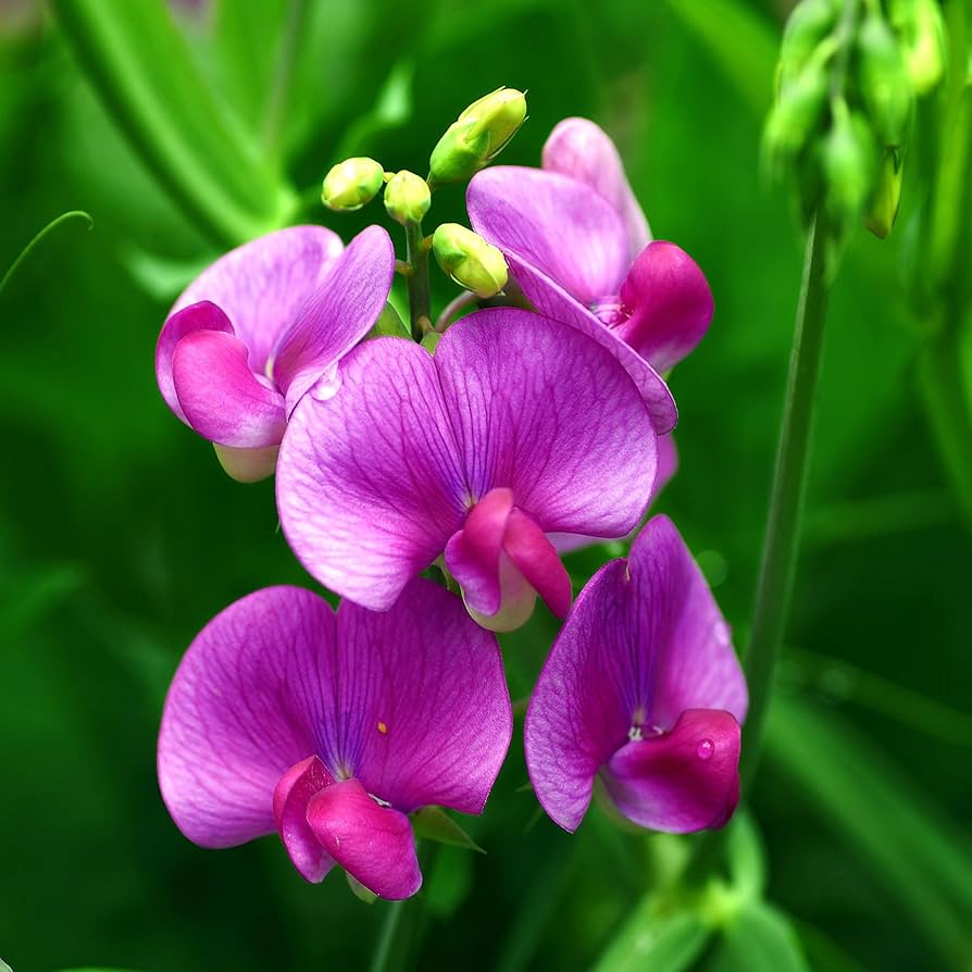 Perennial Sweet Pea Seeds for Planting Lathyrus latifolius for flower beds and trellises