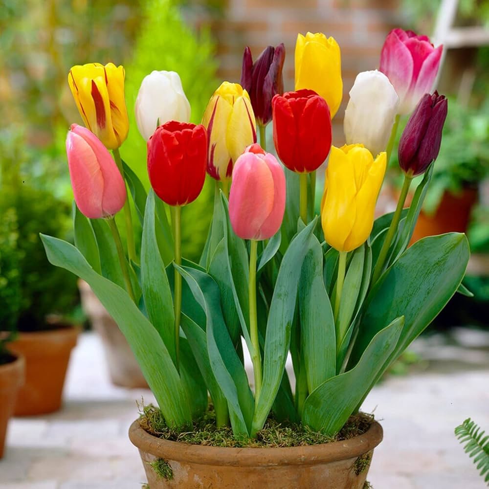 Double Tulip Tulipa spp. Seeds for Planting - Ideal for Flower Bed & Urban Garden
