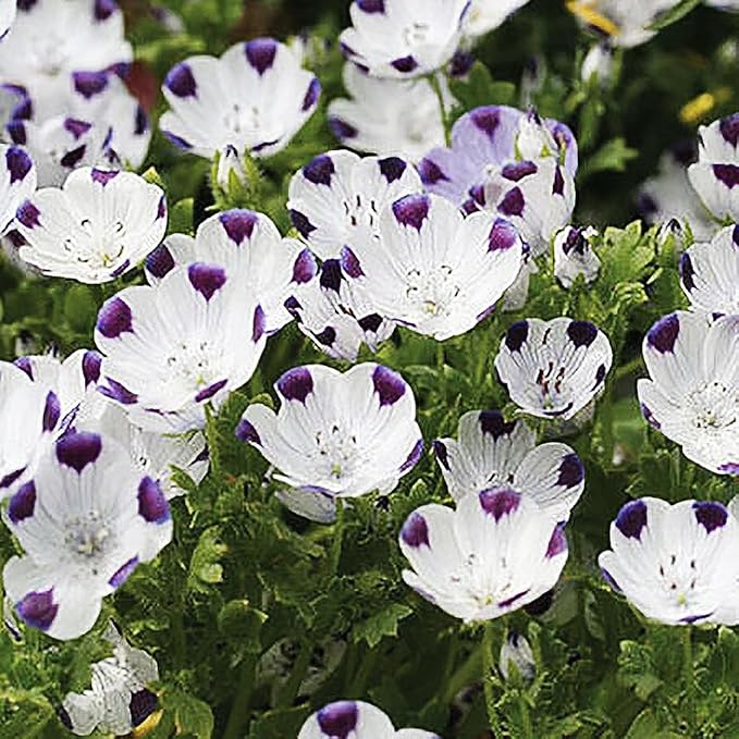 Five Spot Seeds for Vibrant, Eye-Catching Blooms