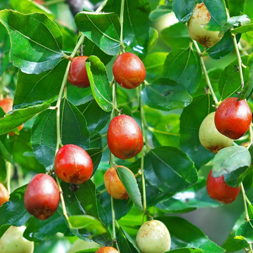 Ziziphus Jujube Fruit Seeds: Comprehensive Planting Guide