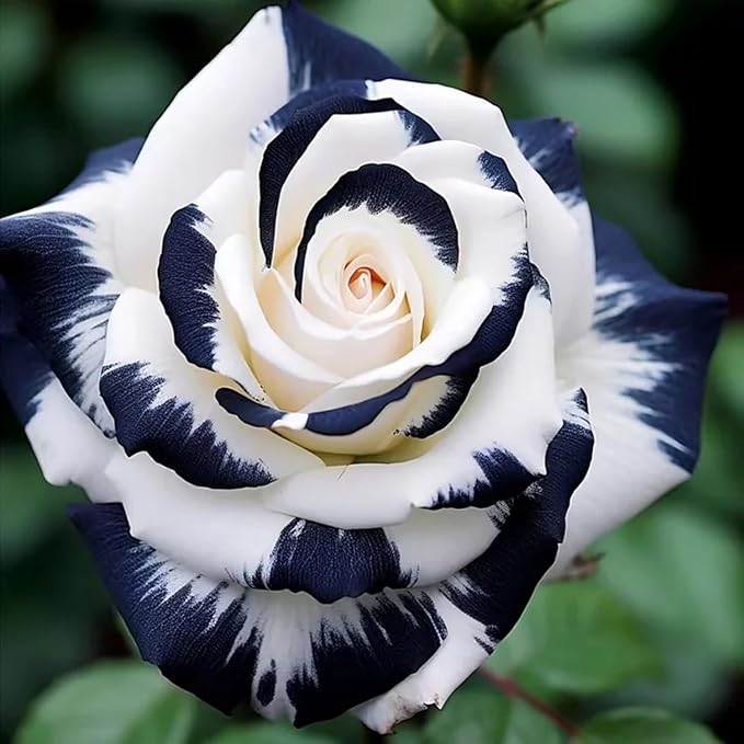Very Light Tableware Seed for Plantings for Planting, Hybrid Seed for Plantings for Planting, Rainbow Rose Seed for Plan