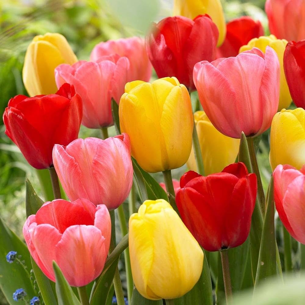 Multi-Color Tulip Seeds for Planting Essentials