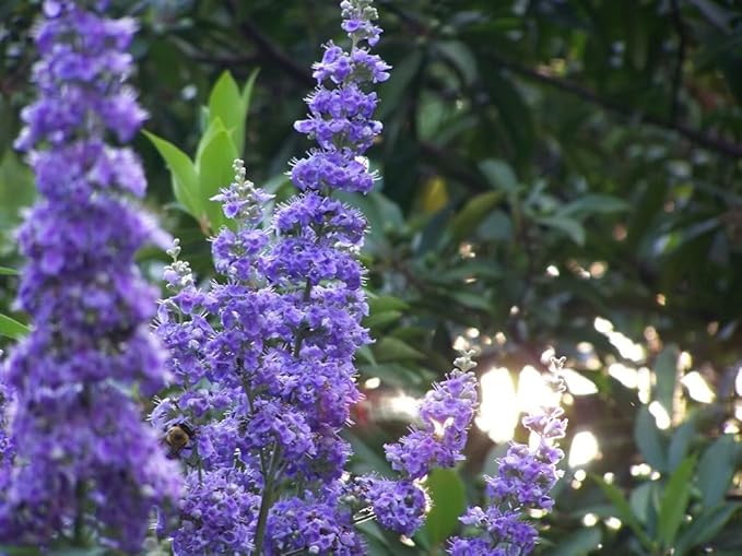 Violet Buddleia Flower Seeds For Planting