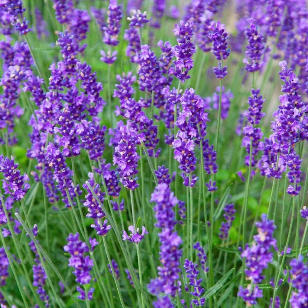 Provence Lavender Flower seeds for Planting - Easy to Grow, Heirloom & GMO Free Seeds for Home Garden