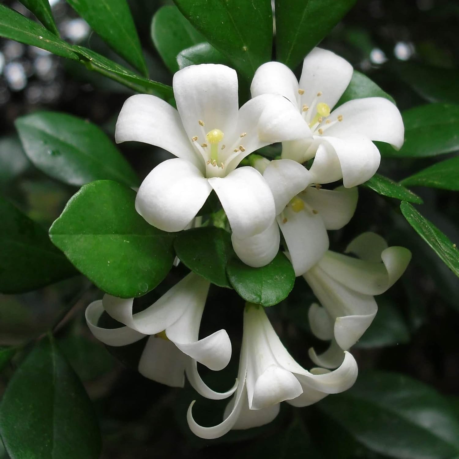 Murraya Paniculata Seeds Orange Jessamine Broadleaf Evergreen Tree Or Shrub Fragrant Ornamental